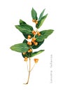 Tatarian honeysuckle branch with orange berries.