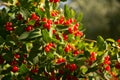 Tatarian honeysuckle Lonicera tatarica With Berries Royalty Free Stock Photo