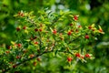 Tatarian Honeysuckle shrub with red berries
