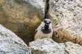 Tatev, Armenia - May 11, 2017. Sparrow livings in stone walls in famous Tatev Monastery in mountains with funicular