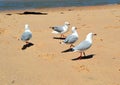 Tathra beach Royalty Free Stock Photo