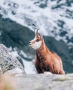 Tatra chamois or KamzÃÂ­k vrchovsky tatransky critically endangered CR in the early summer in High Tatras region in the Tatra