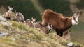 Tatra chamois with kids standing on mountains in spring