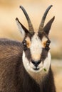 Tatra chamois looking to the camera in autumn in detail.