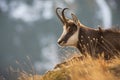 Tatra chamois lying in grass in autumn nature in close-up Royalty Free Stock Photo