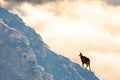 tatra chamois moving on mountainside in winter scenery Royalty Free Stock Photo