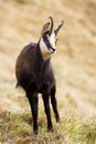 Tatra chamois standing on grass in mountains in autumn nature.