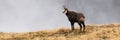 Tatra chamois standing on horizon in autumn nature.