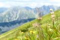 Tatra mountains flowers, panorama in background