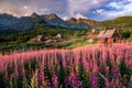 Beautiful Tatra mountains panorama, Poland colorful flowers and cottages in Gasienicowa valley (Hala Gasienicowa) Royalty Free Stock Photo