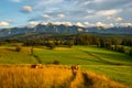 Tatra Mountains, Poland. Panorama of a mountain landscape. Late summer mountain view with cows grazing on the hills Royalty Free Stock Photo