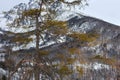 View of the coniferous tree on the background of the High Tatras mountains.