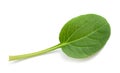 Tatsoi leaf