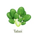 Tatsoi or tat choy greens salad