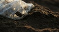 Dirty Plastic Bag on Soil Royalty Free Stock Photo