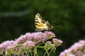 Tattered tiger swallowtail on pink flowers in Newbury, New Hampshire Royalty Free Stock Photo