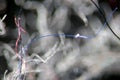 Tatters of house dust fibers by microscope on black background Royalty Free Stock Photo
