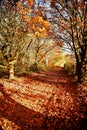 Tattingstone Park, UK, colors of autumn leaves Royalty Free Stock Photo