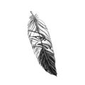 Sea Eagle Feather Tattoo