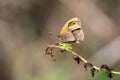 Meadow Brown butterfly with torn wings