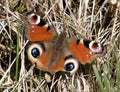 Tatty, overwintered Peacock butterfly aka Inachis io. UK, April.