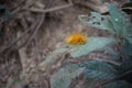 Yellow furry taturana known as fire caterpillarr