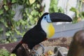 Taucan Tropical Bird Ramphastidae family