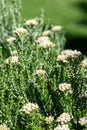 Tauhinu (ozothamnus leptophyllus) flowers