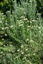 Tauhinu (ozothamnus leptophyllus) flowers