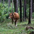 A taunus cattle in the forrest. This resilient breed of cattles is favourable for the ecology of the forrest floor