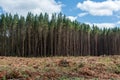 active forestry tree felling harvesting operation site near Taupo Royalty Free Stock Photo