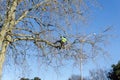 Arborist high in tree supported by safety ropes trimming branches.