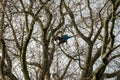 Young woman high in leafless tree trimming safely secured by ropes wearing helmet