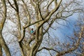 Young woman high in leafless tree trimming safely secured by ropes wearing helmet