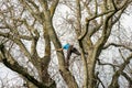 Young woman high in leafless tree trimming safely secured by ropes wearing helmet