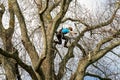 Young woman high in leafless tree trimming safely secured by ropes wearing helmet