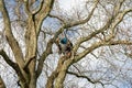 Young woman high in leafless tree trimming safely secured by ropes wearing helmet