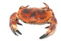 Taurean crab