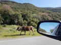 Taurus bull cow grazes on grass by the lake