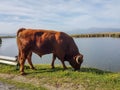 Taurus bull cow grazes on grass by the lake