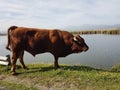 Taurus bull cow grazes on grass by the lake