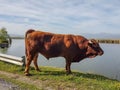 Taurus bull cow grazes on grass by the lake Royalty Free Stock Photo