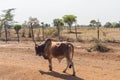 Taurus bull walking on a trail along the ambosseli