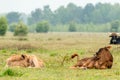 Taurus cow next to young calf lying in the grass meadow in the Maashorst in Brabant, the Netherlands Royalty Free Stock Photo