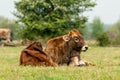 Taurus cow next to young calf lying in the grass meadow in the Maashorst in Brabant, the Netherlands Royalty Free Stock Photo