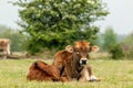 Taurus cow next to young calf lying in the grass meadow in the Maashorst in Brabant, the Netherlands Royalty Free Stock Photo