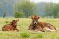 Taurus cow next to young calf lying in the grass meadow in the Maashorst in Brabant, the Netherlands Royalty Free Stock Photo