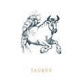 Taurus zodiac symbol, hand drawn in engraving style. Vector graphic retro illustration of astrological sign Bull. Royalty Free Stock Photo