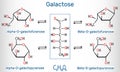 Tautomeric forms of D-galactose, milk sugar. Alpha-D- galactofuranose, beta-D- galactofuranose, alpha-D- galactopyranose, beta-D- Royalty Free Stock Photo