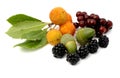Tavern wild fruits Royalty Free Stock Photo